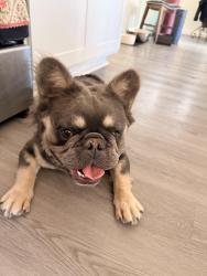 Found/Stray Female Dog last seen Blue Diamond and Hualapai , Enterprise, NV 89123