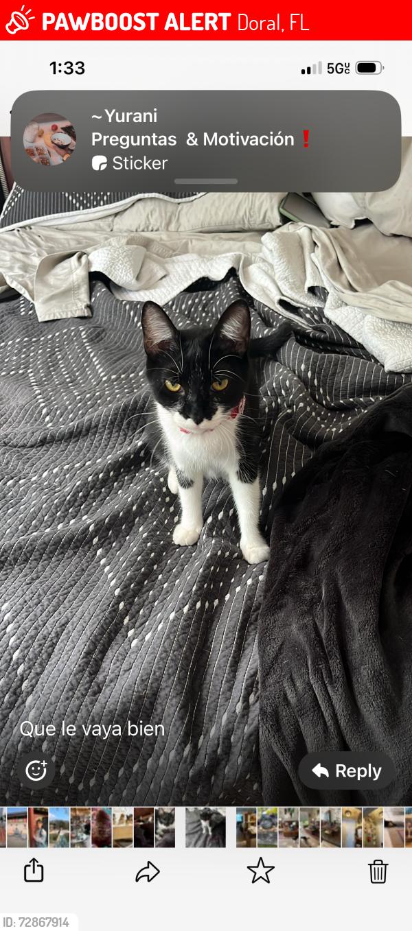 Lost Female Cat last seen 45ct/97 ave, Doral, FL 33178