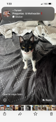 Lost Female Cat last seen 45ct/97 ave, Doral, FL 33178