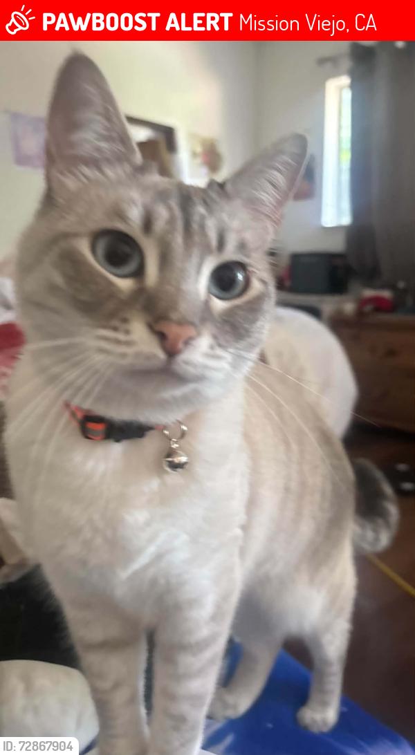 Lost Female Cat last seen Granvia Drive and Spadra, Mission Viejo, Mission Viejo, CA 92691