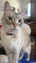 Lost Female Cat last seen Granvia Drive and Spadra, Mission Viejo, Mission Viejo, CA 92691
