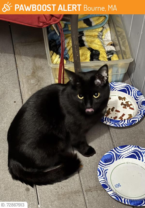 Found/Stray Female Cat last seen Waterhouse rd , Bourne, MA 02532