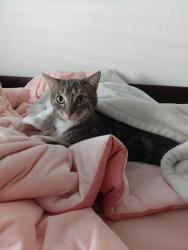 Lost Male Cat last seen Calle Sinaloa, La Quinta, CA 92253
