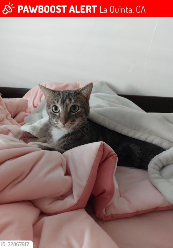 Lost Male Cat last seen Calle Sinaloa, La Quinta, CA 92253