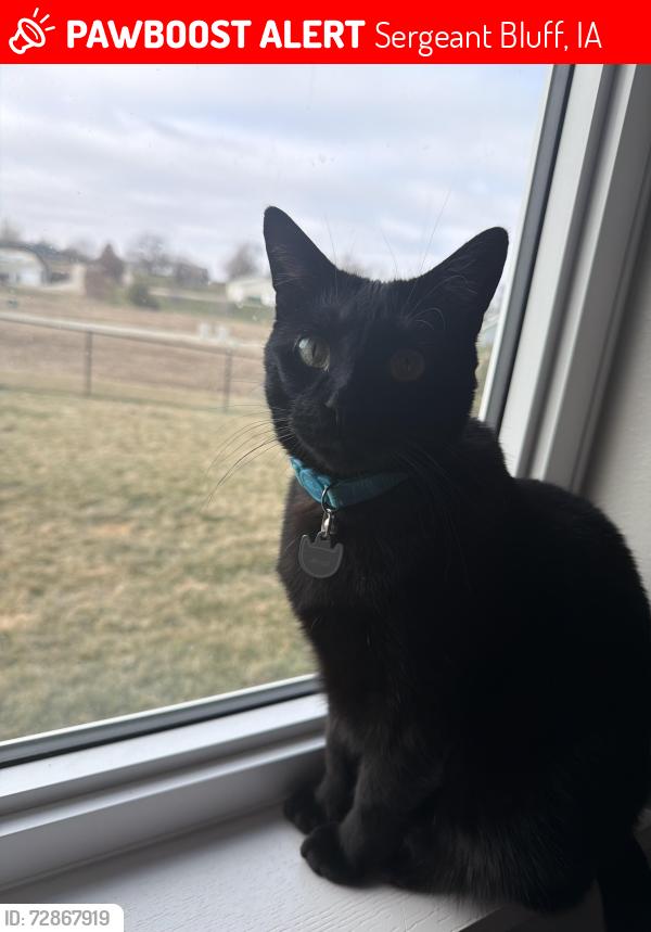 Lost Male Cat last seen Elk creek , Sergeant Bluff, IA 51054