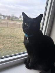 Lost Male Cat last seen Elk creek , Sergeant Bluff, IA 51054