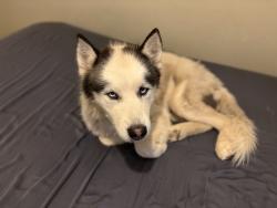 Lost Male Dog last seen N 157th / Roosevelt / next to a plaza with Walmart , Goodyear, AZ 85338
