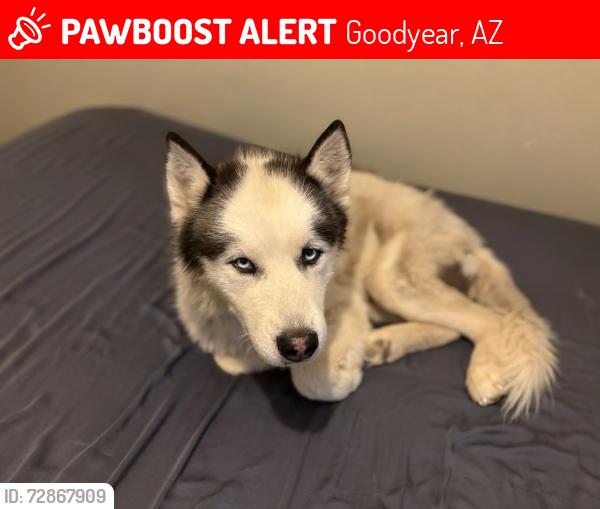 Lost Male Dog last seen N 157th / Roosevelt / next to a plaza with Walmart , Goodyear, AZ 85338