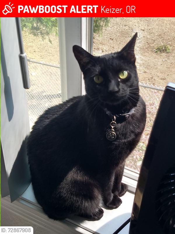Lost Male Cat last seen River Rd/Northshire Ct., , Keizer, OR 97303