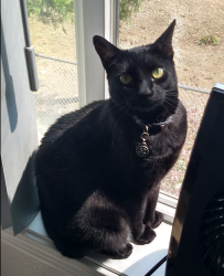 Lost Male Cat last seen River Rd/Northshire Ct., , Keizer, OR 97303