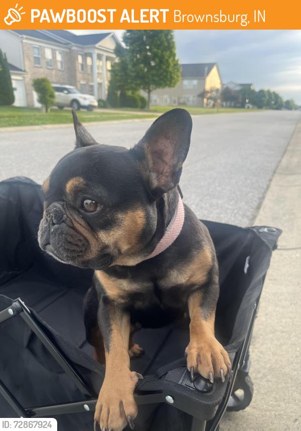 Found/Stray Female Dog last seen Near , Brownsburg, IN 46112