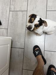 Lost Male Dog last seen Harvest point , Augusta, GA 30904