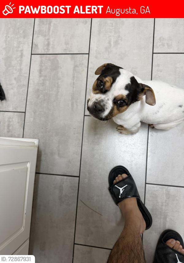 Lost Male Dog last seen Harvest point , Augusta, GA 30904
