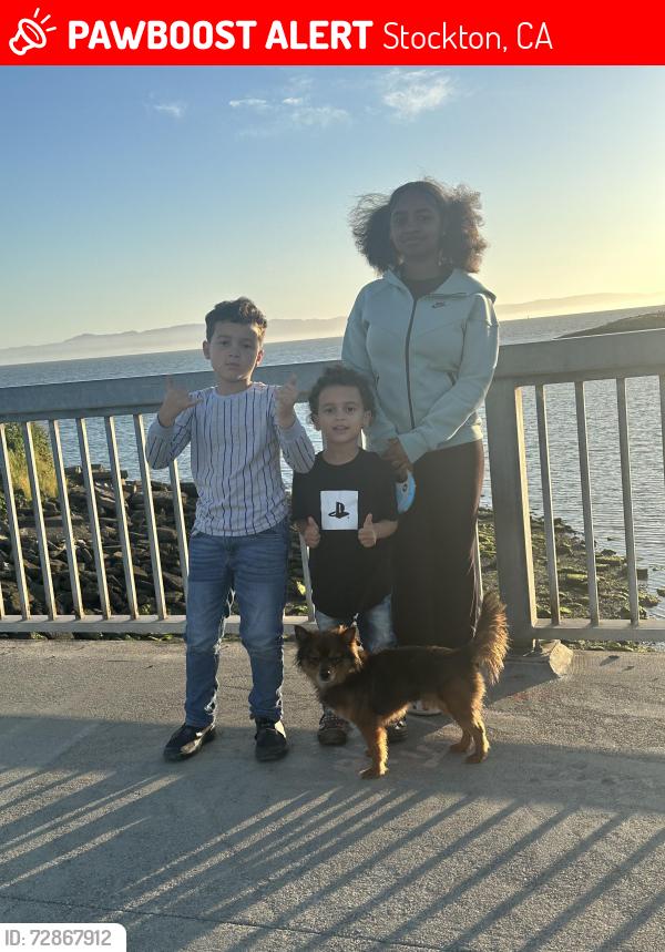 Lost Male Dog last seen Haiwatha ave , Stockton, CA 95205