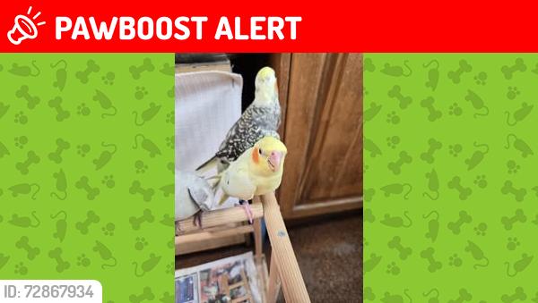 Lost Male Bird last seen Cook Street, Baulkham Hills, Baulkham Hills, NSW 2153