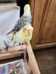 Lost Male Bird last seen Cook Street, Baulkham Hills, Baulkham Hills, NSW 2153
