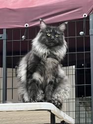 Lost Female Cat last seen Choate Cir, Houston, TX 77017