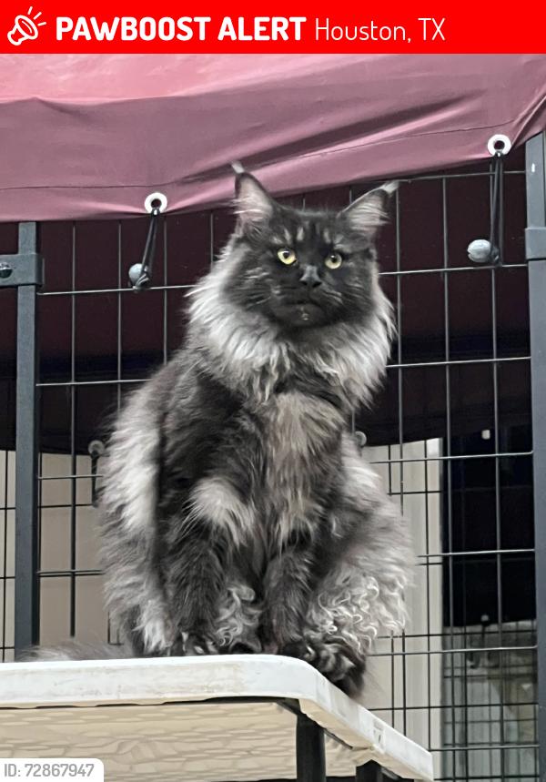Lost Female Cat last seen Choate Cir, Houston, TX 77017