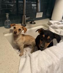 Found/Stray Unknown Dog last seen HOUSTON TEXAS, Houston, TX 77002