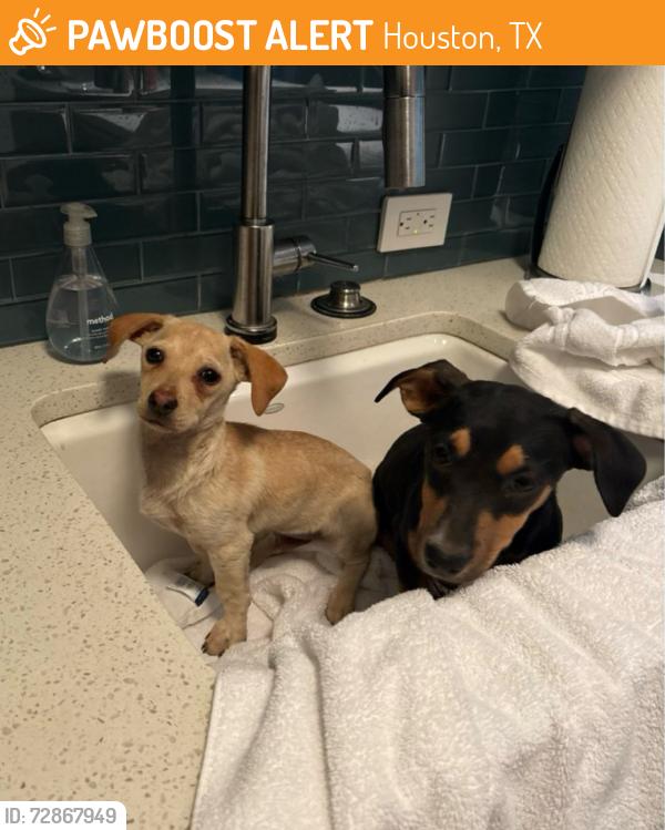 Found/Stray Unknown Dog last seen HOUSTON TEXAS, Houston, TX 77002