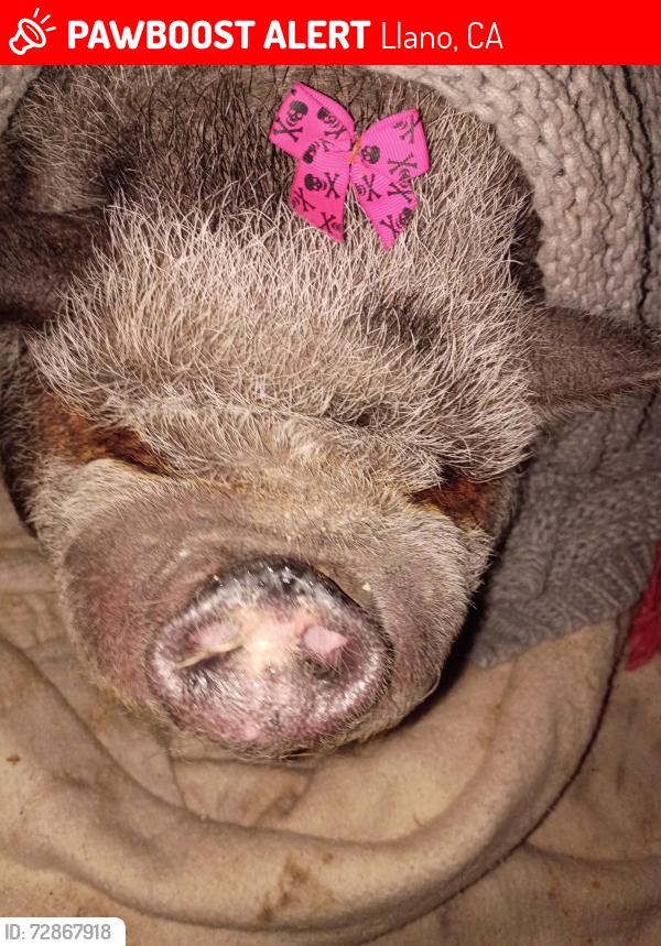 Lost Female Other last seen Ave V, Llano, CA 93544
