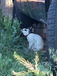 Found/Stray Unknown Rabbit last seen Decatur and bates , Denver, CO 80236