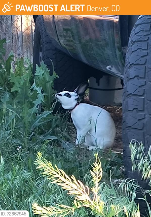 Found/Stray Unknown Rabbit last seen Decatur and bates , Denver, CO 80236