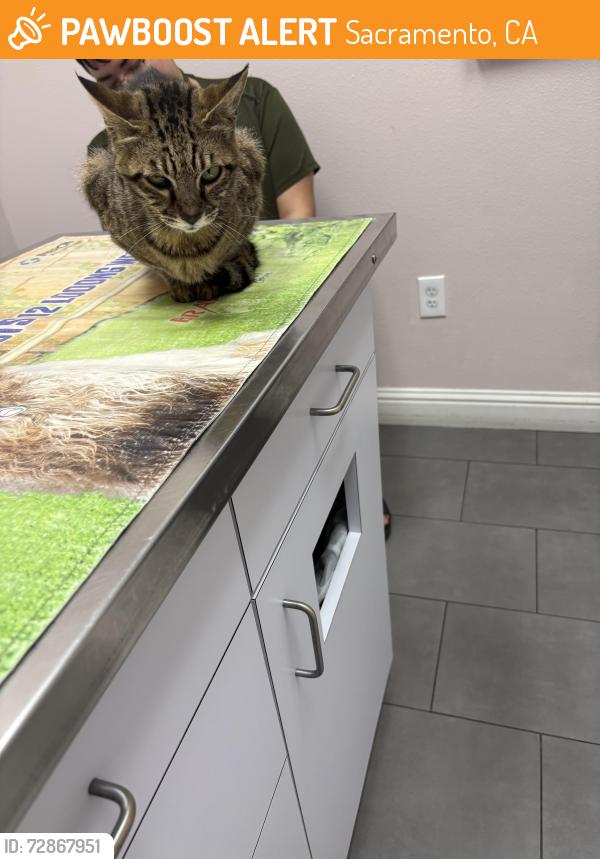 Found/Stray Female Cat last seen Near Waterwheel Dr, Sacramento, CA 95833
