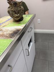 Found/Stray Female Cat last seen Near Waterwheel Dr, Sacramento, CA 95833