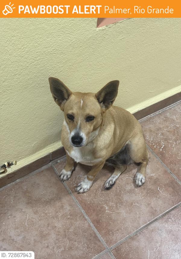 Found/Stray Female Dog last seen 96MJ+X9 Palmer, Río Grande, Puerto Rico, Palmer, Río Grande 00745
