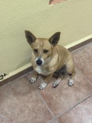 Found/Stray Female Dog last seen 96MJ+X9 Palmer, Río Grande, Puerto Rico, Palmer, Río Grande 00745