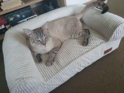 Lost Male Cat last seen falkirk st dorkay st, theres alot of cross streets, Stafford Heights, QLD 4053