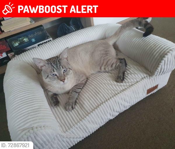 Lost Male Cat last seen falkirk st dorkay st, theres alot of cross streets, Stafford Heights, QLD 4053