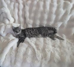 Lost Female Cat last seen Colfax av, Clifton, NJ 07013