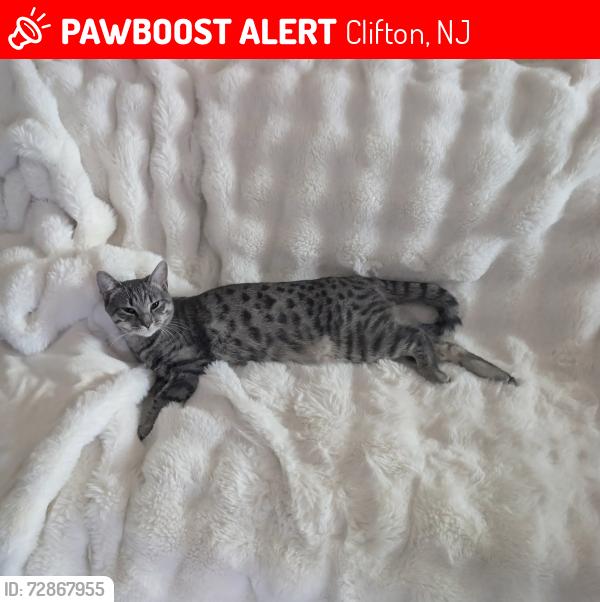 Lost Female Cat last seen Colfax av, Clifton, NJ 07013