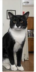 Lost Male Cat last seen Charles St, Gaston Ave, Elizabeth St, Garfield, NJ 07026