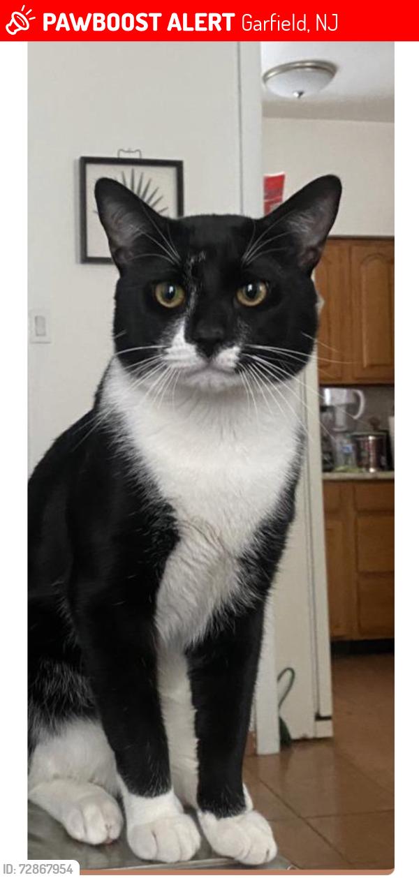 Lost Male Cat last seen Charles St, Gaston Ave, Elizabeth St, Garfield, NJ 07026
