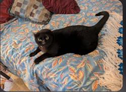Lost Male Cat last seen Elm Ave, Jupiter, FL 33469