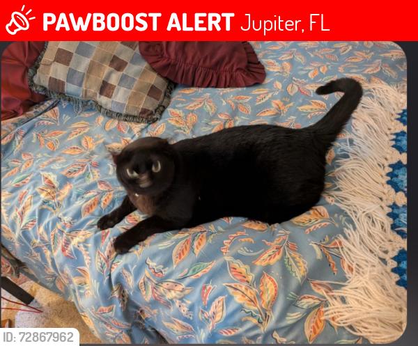 Lost Male Cat last seen Elm Ave, Jupiter, FL 33469