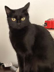 Reunited Female Cat last seen Washtenaw and Ardmore, Chicago, IL 60659