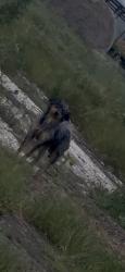 Found/Stray Female Dog last seen On 1116 roaming fields near by, Cleburne, TX 76033