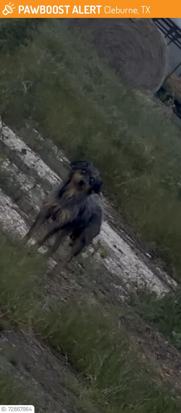 Found/Stray Female Dog last seen On 1116 roaming fields near by, Cleburne, TX 76033