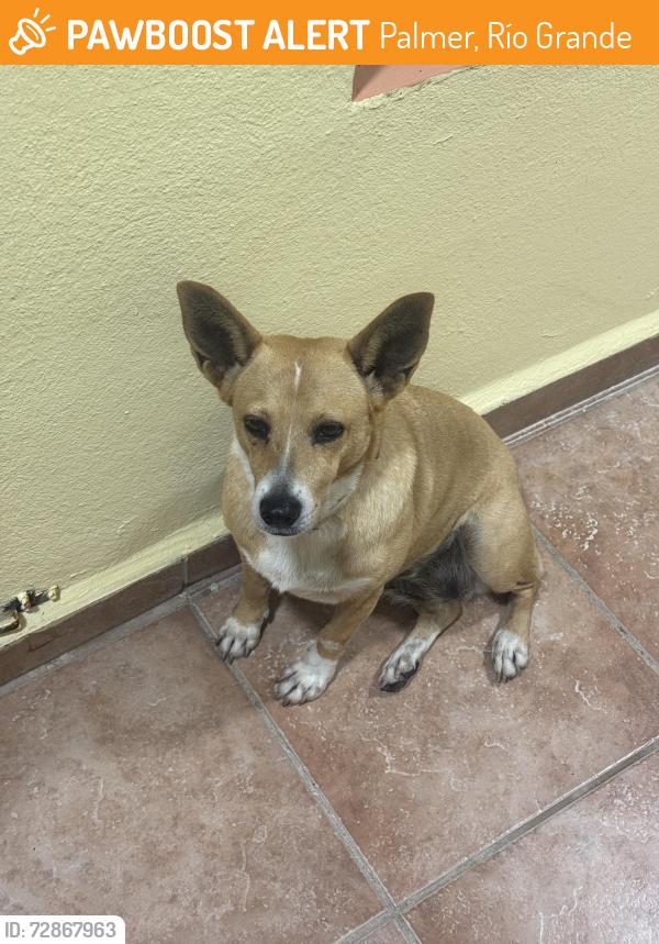 Found/Stray Female Dog last seen 96MJ+X9 Palmer, Río Grande, Puerto Rico, Palmer, Río Grande 00745