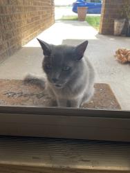 Found/Stray Unknown Cat last seen Yarbrough Elementary, Midland, TX 79701