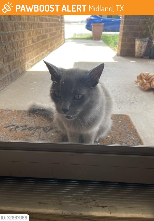 Found/Stray Unknown Cat last seen Yarbrough Elementary, Midland, TX 79701