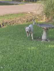Found/Stray Female Dog last seen Higgins , Houston, TX 77033