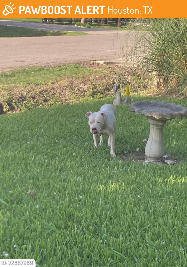 Found/Stray Female Dog last seen Higgins , Houston, TX 77033