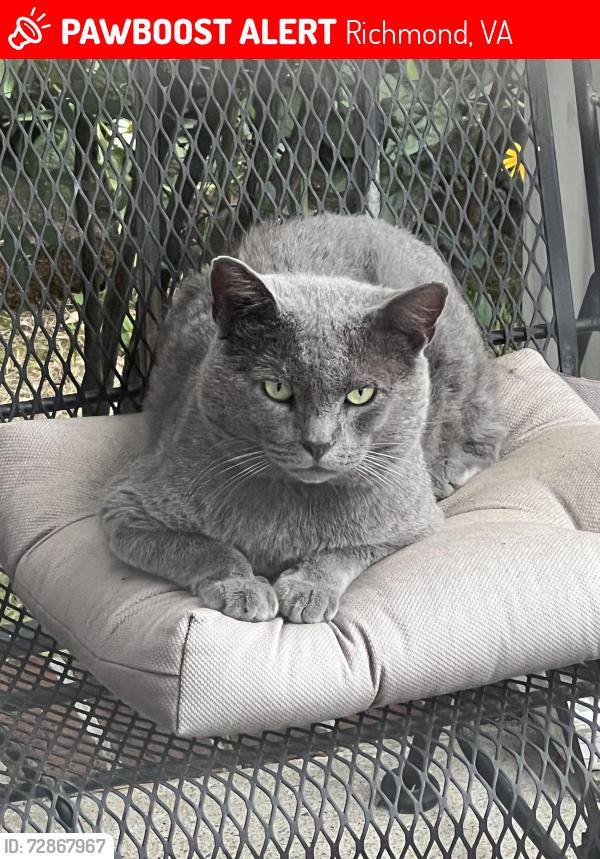 Lost Male Cat last seen Randolph St & Dance St, Richmond, VA 23220, Richmond, VA 23220