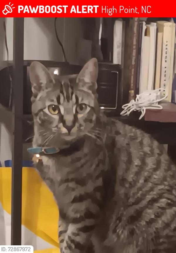 Lost Female Cat last seen  Club, High Point, NC 27265