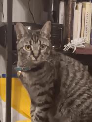 Lost Female Cat last seen  Club, High Point, NC 27265